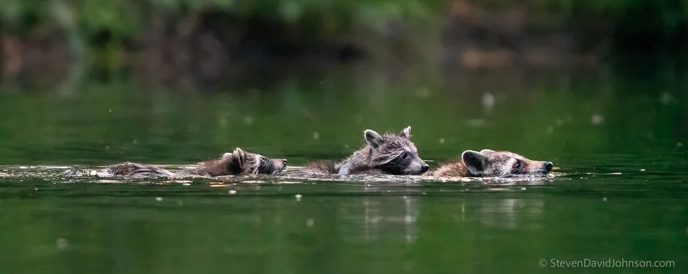  Raccoon kits cling to their mother as they learn to swim across the North Fork of the Shenandoah. 