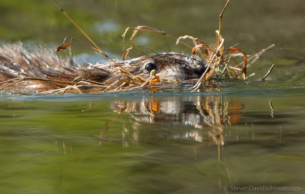 Foraging on the Shenandoah