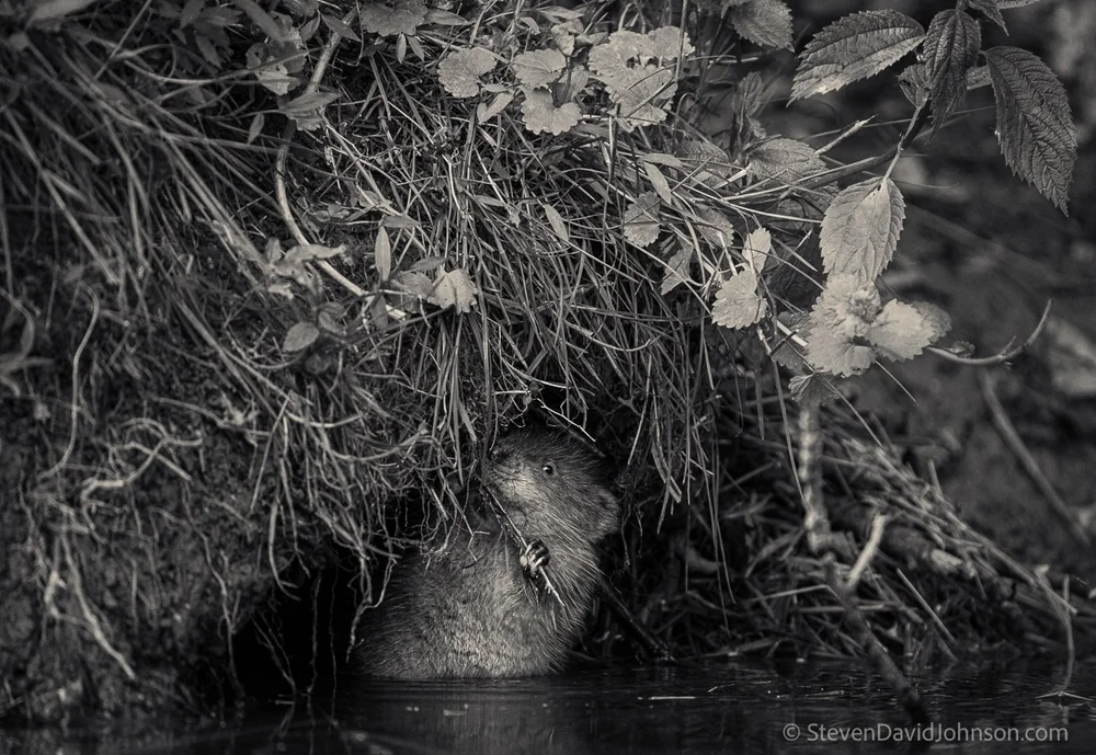  A muskrat reaches for forage below along the banks of the Shenandoah, North Fork 