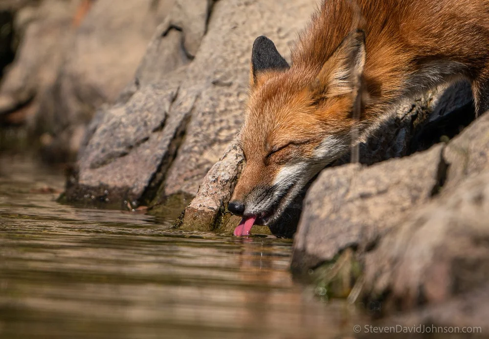  A red fox makes it way down a rocky outcrop to drink from the Shenandoah. 