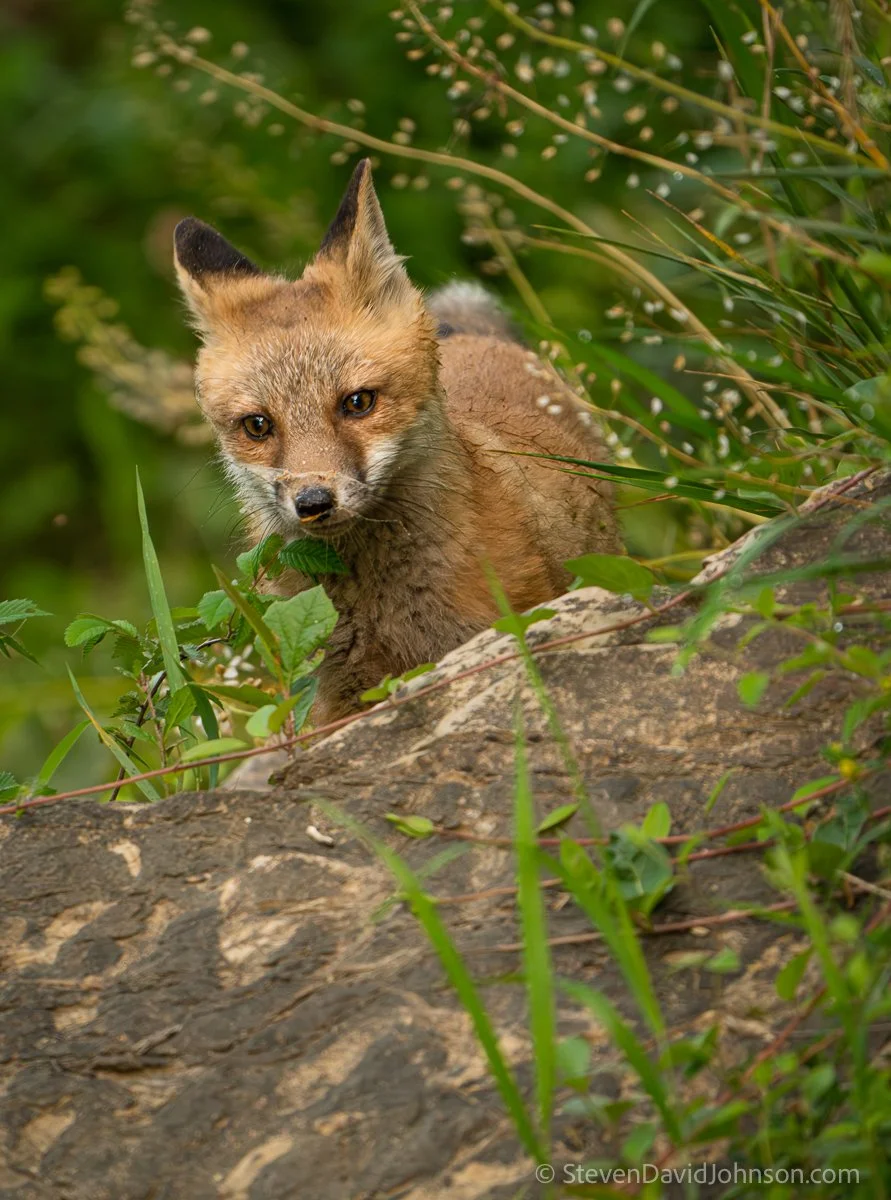  A fox kits exploring its riverine world 