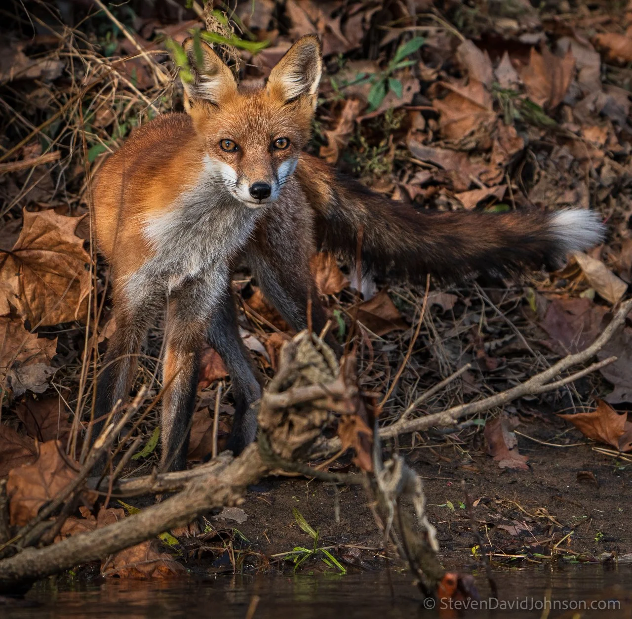 Shenandoah River Mammals