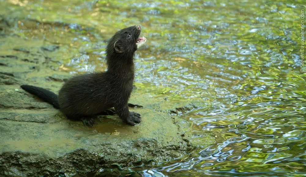 This kit was temporarily separated from the group