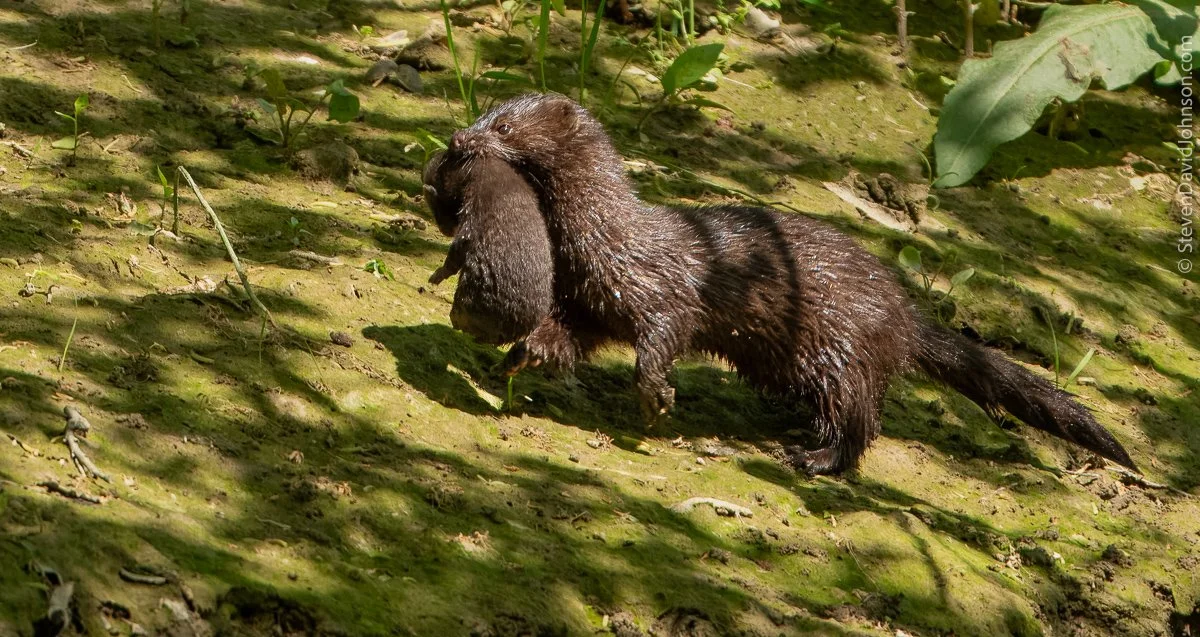 Mother mink transporting kits