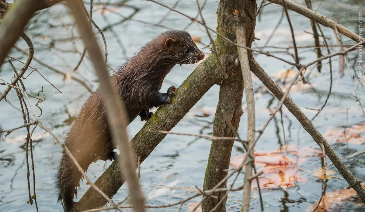 A mink climbs a tree over a cove