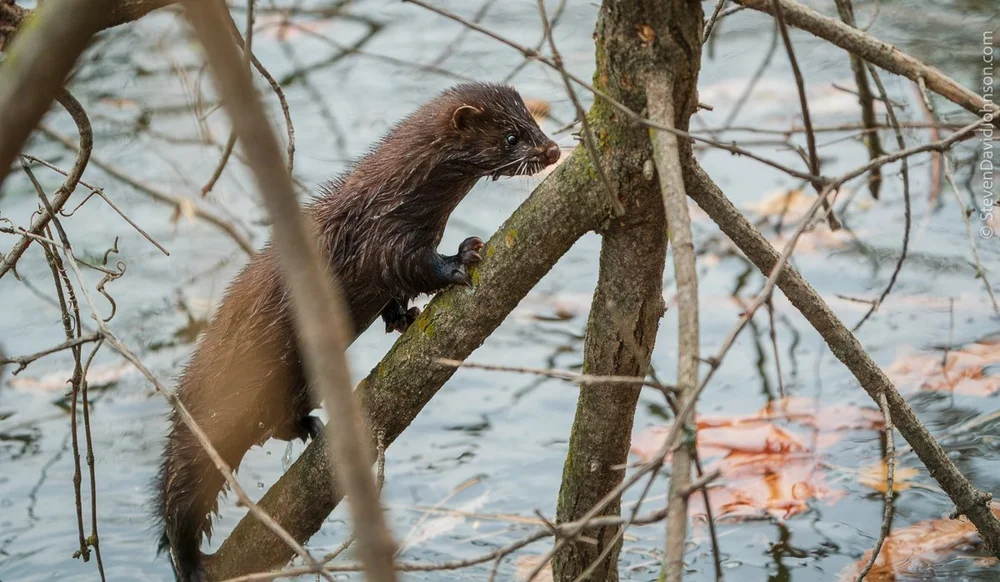 A mink climbs a tree over a cove