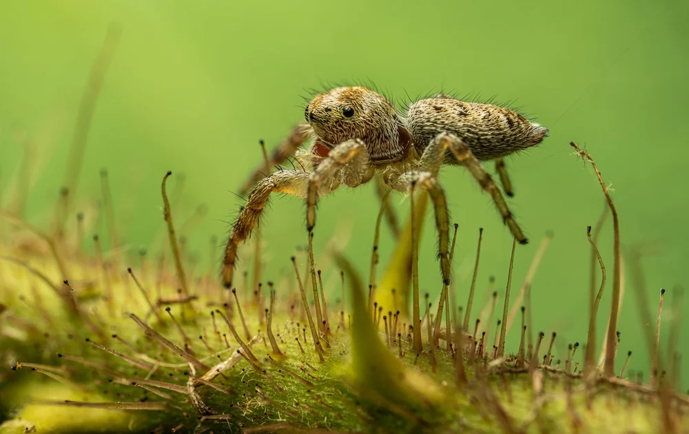 Spider Conservation Jumping Spiders of Virginia — Steven David Johnson - Conservation ...