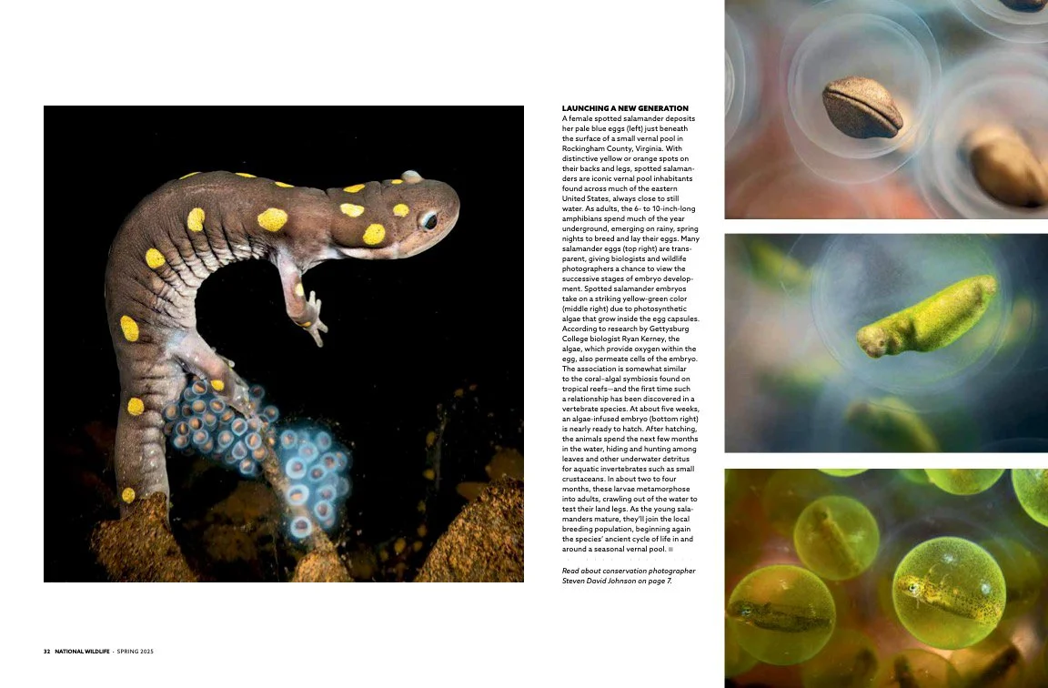 National Wildlife Magazine - Pools of Quiet Wonder