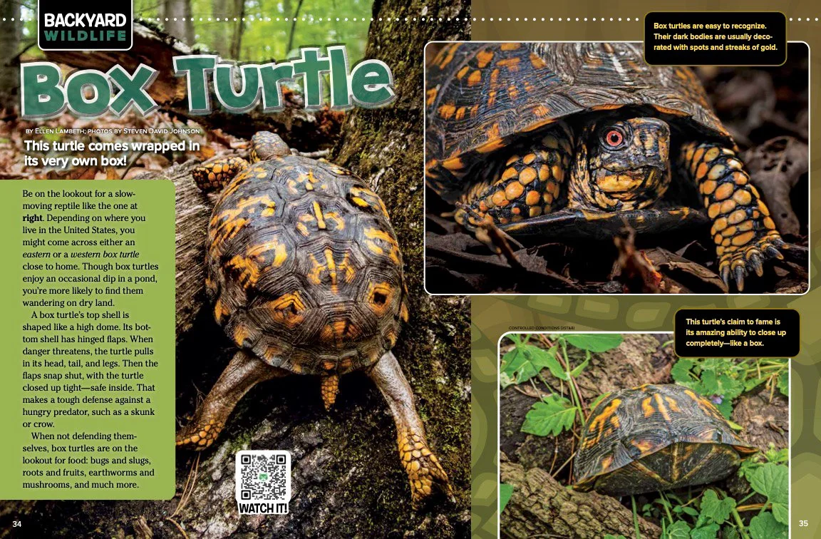 Ranger Rick - Box Turtle