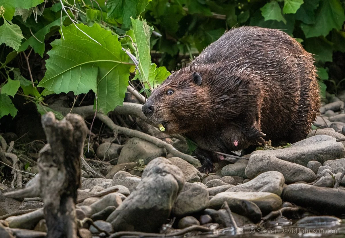 North American beaver