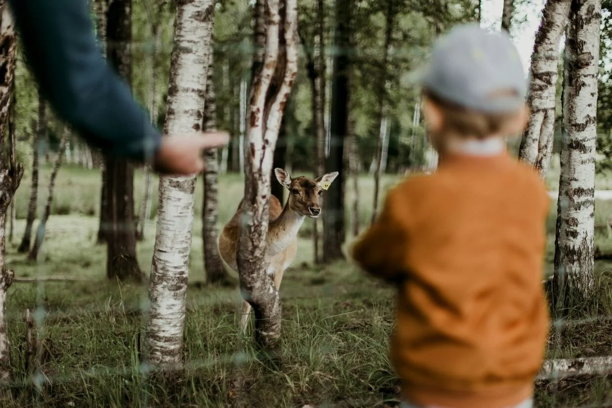 Little boy with his parent trying to feed a deer in the woods.