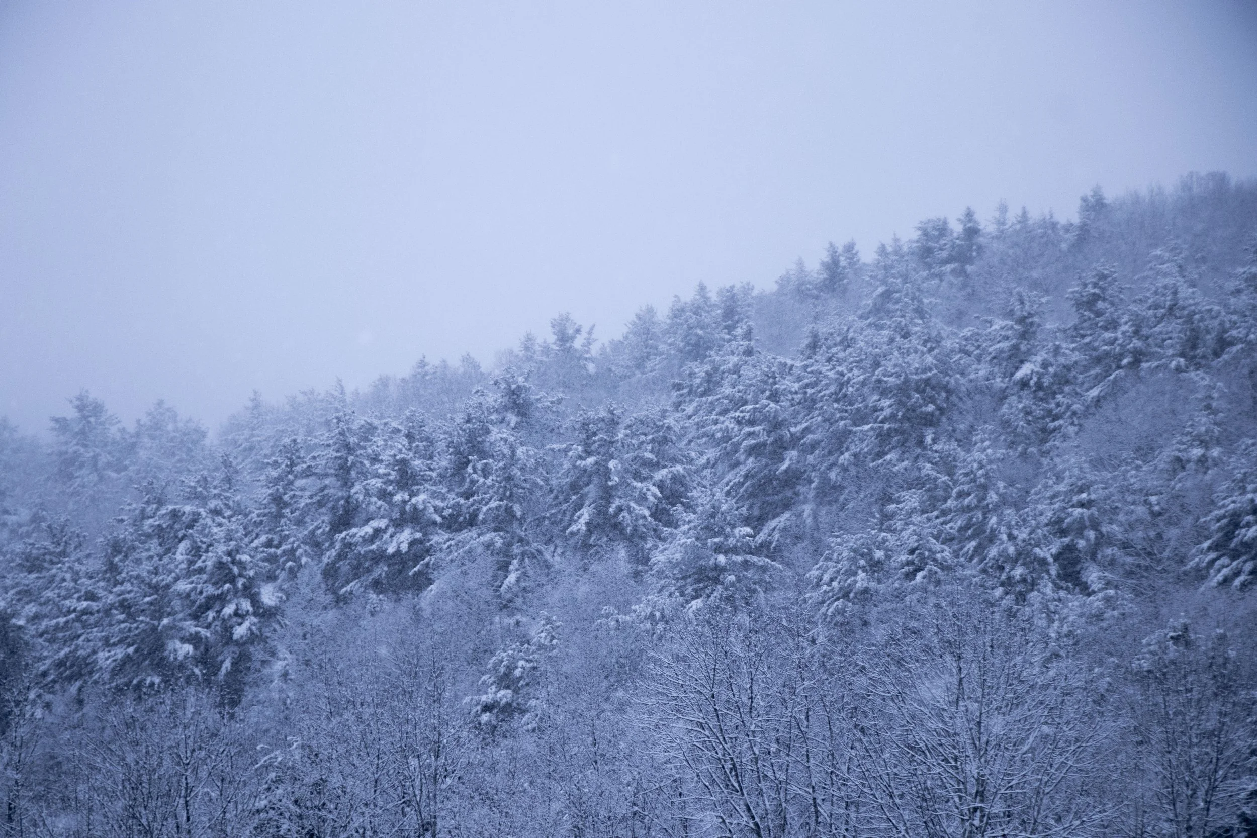 Along the Treeline 2.jpg