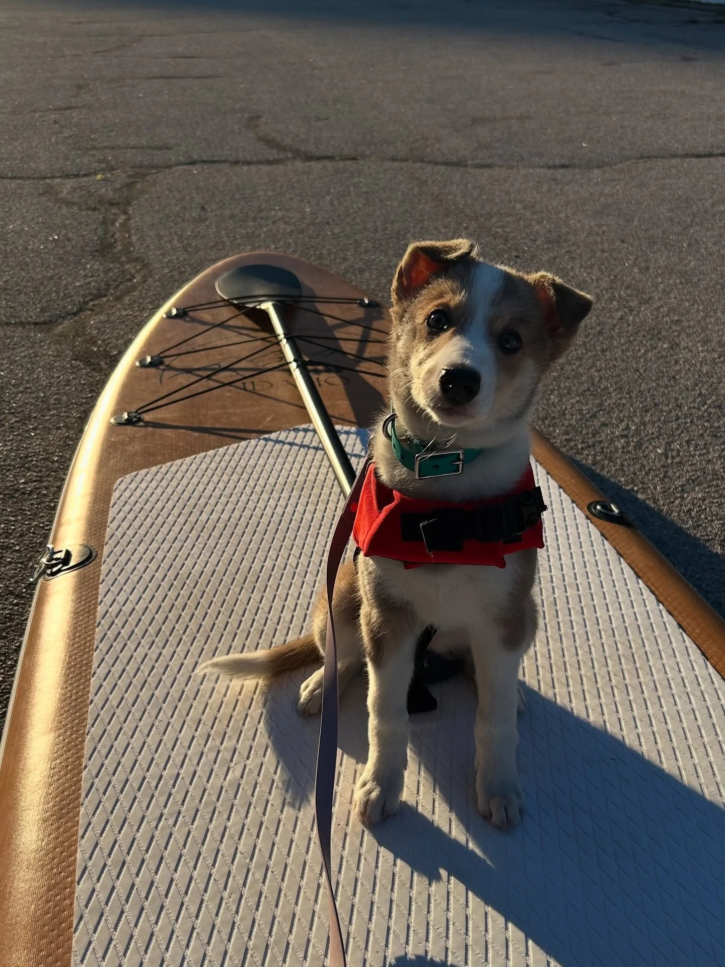 It's finally here! 🏄&zwj;♂️🌊
After the long wait, we are officially launching Paddle Board lessons for those who want to either take up a new hobby with their dog or build confidence and fine tune some things! 
Lessons will be available starting Au