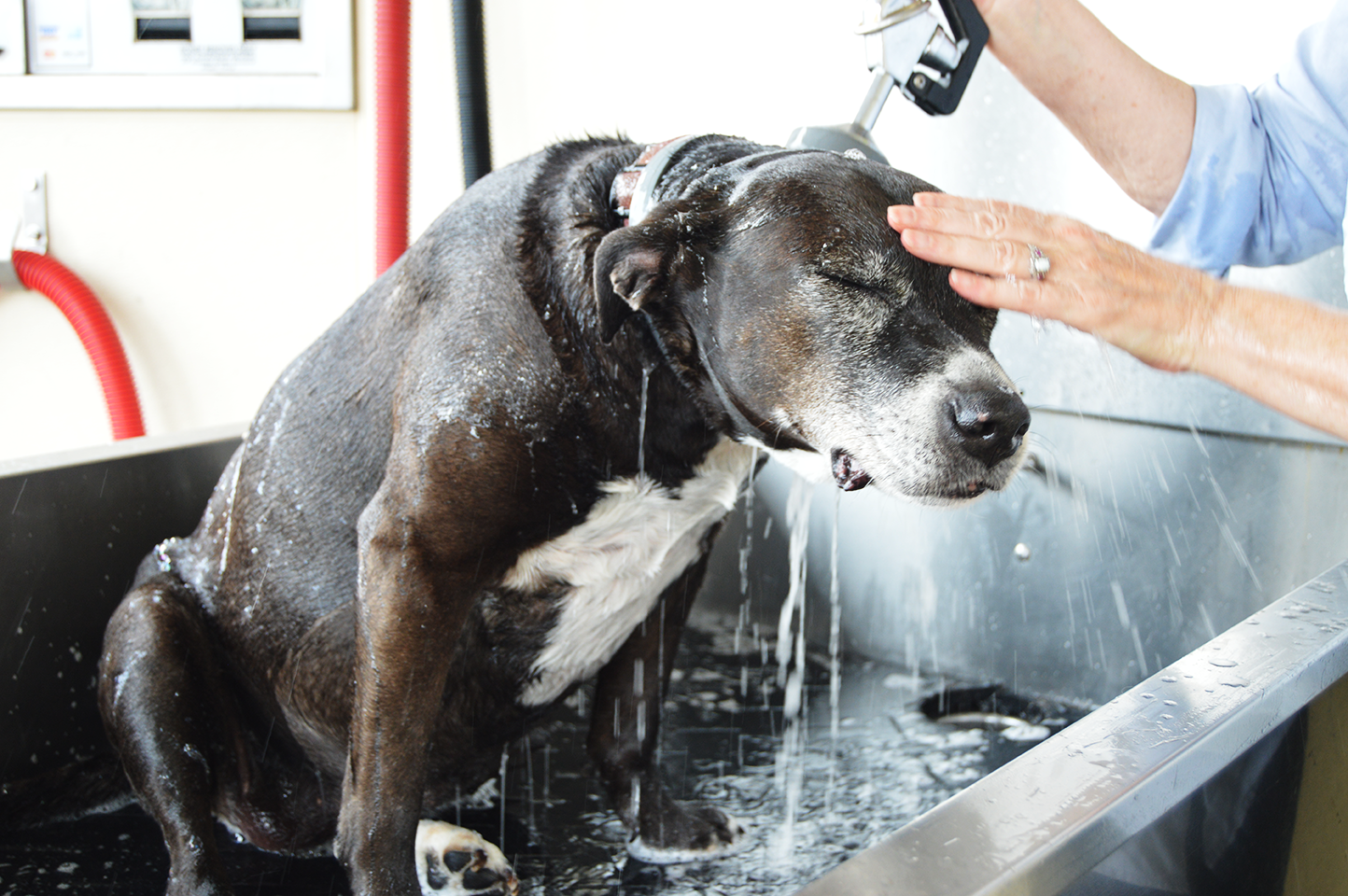 Catskill-Dog-Wash-Station-2.png