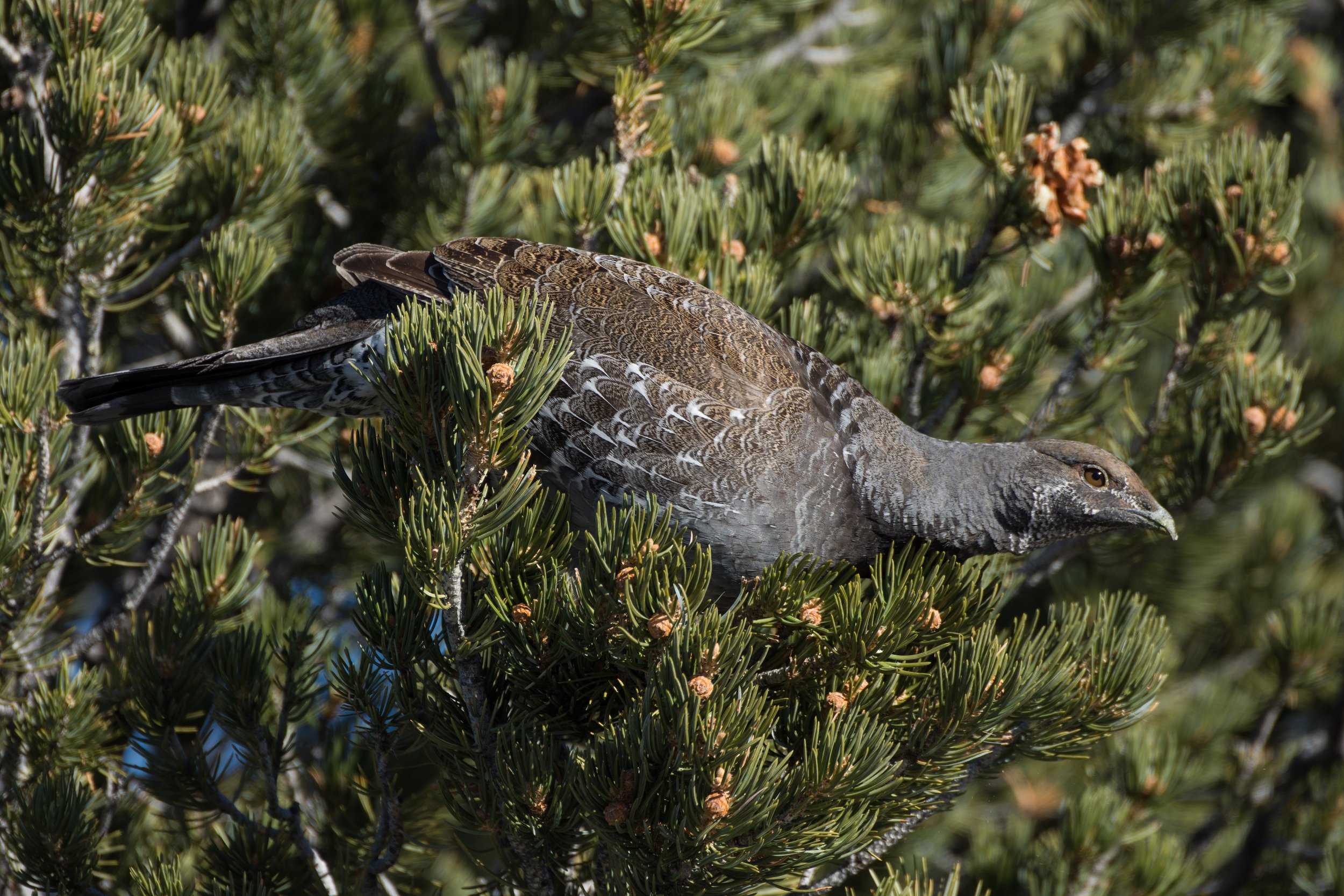 bgrouse1751.jpg