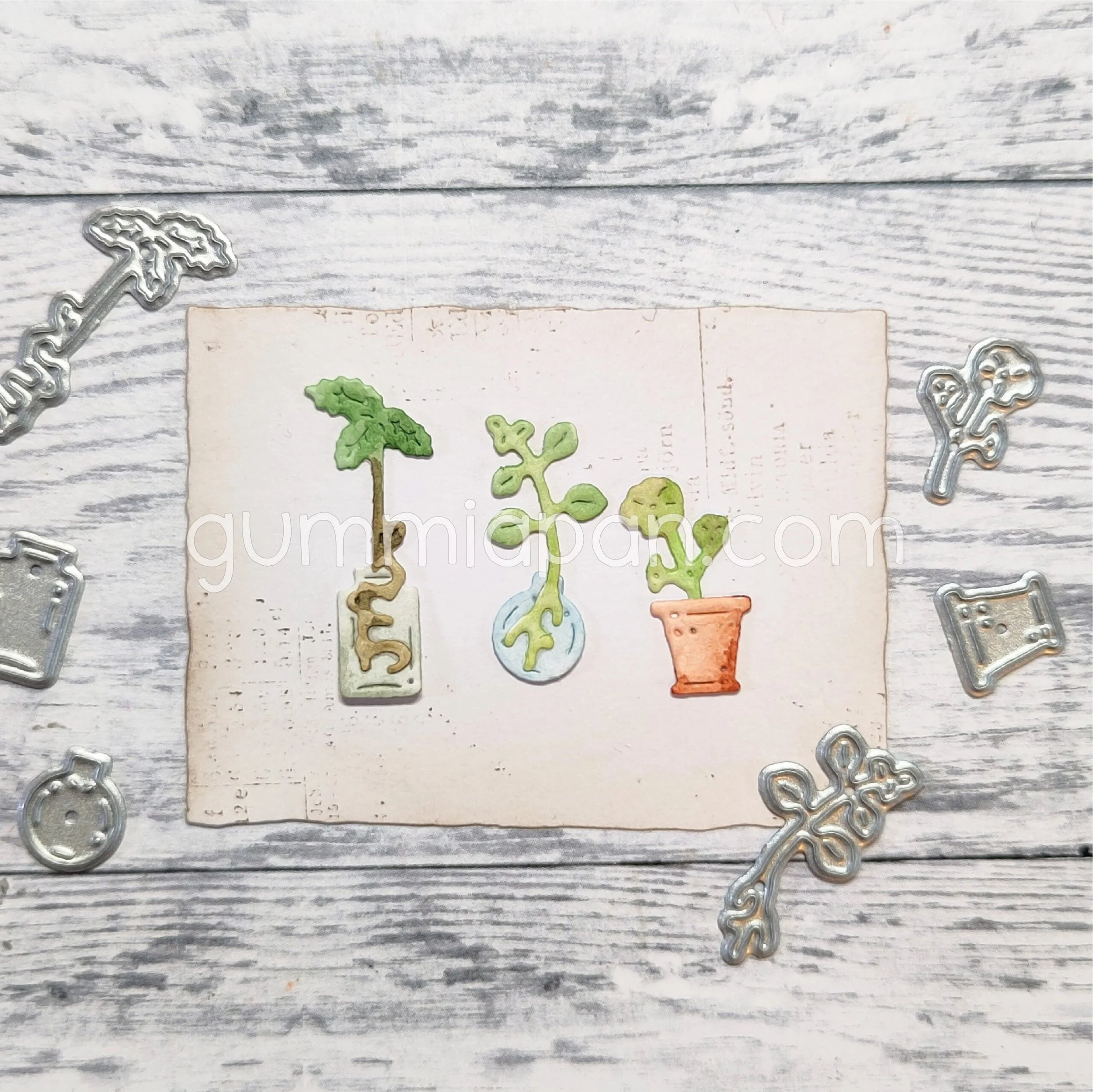 Plant Cuttings
