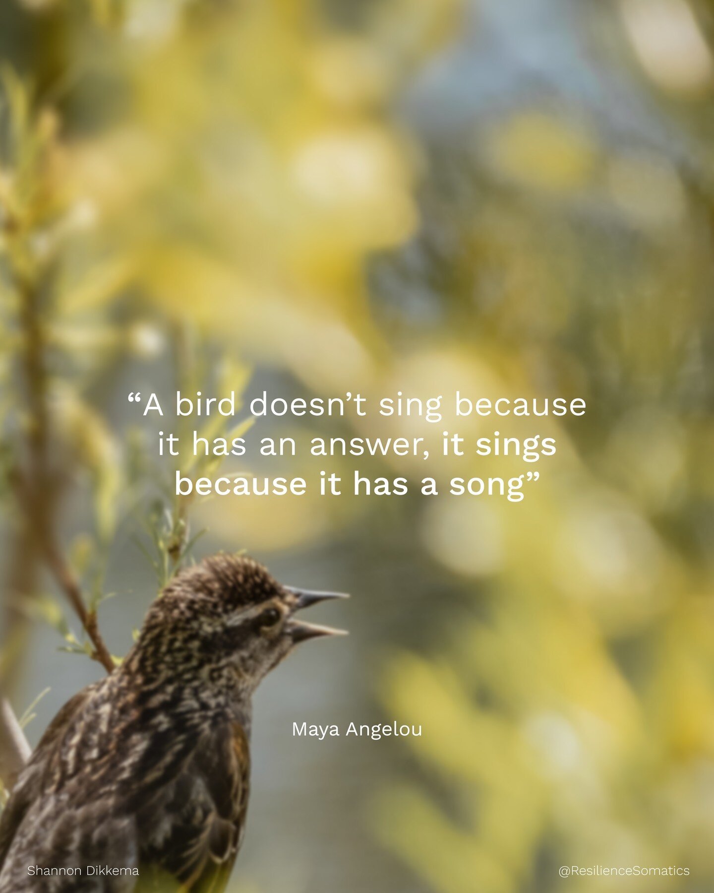 We don't always have all the answers, but we find healing and growth by finding compassion. Just like a bird sings its song, let your inner voice be heard. ⁠
⁠
Check out the link in bio to learn about building a relationship with your nervous system 