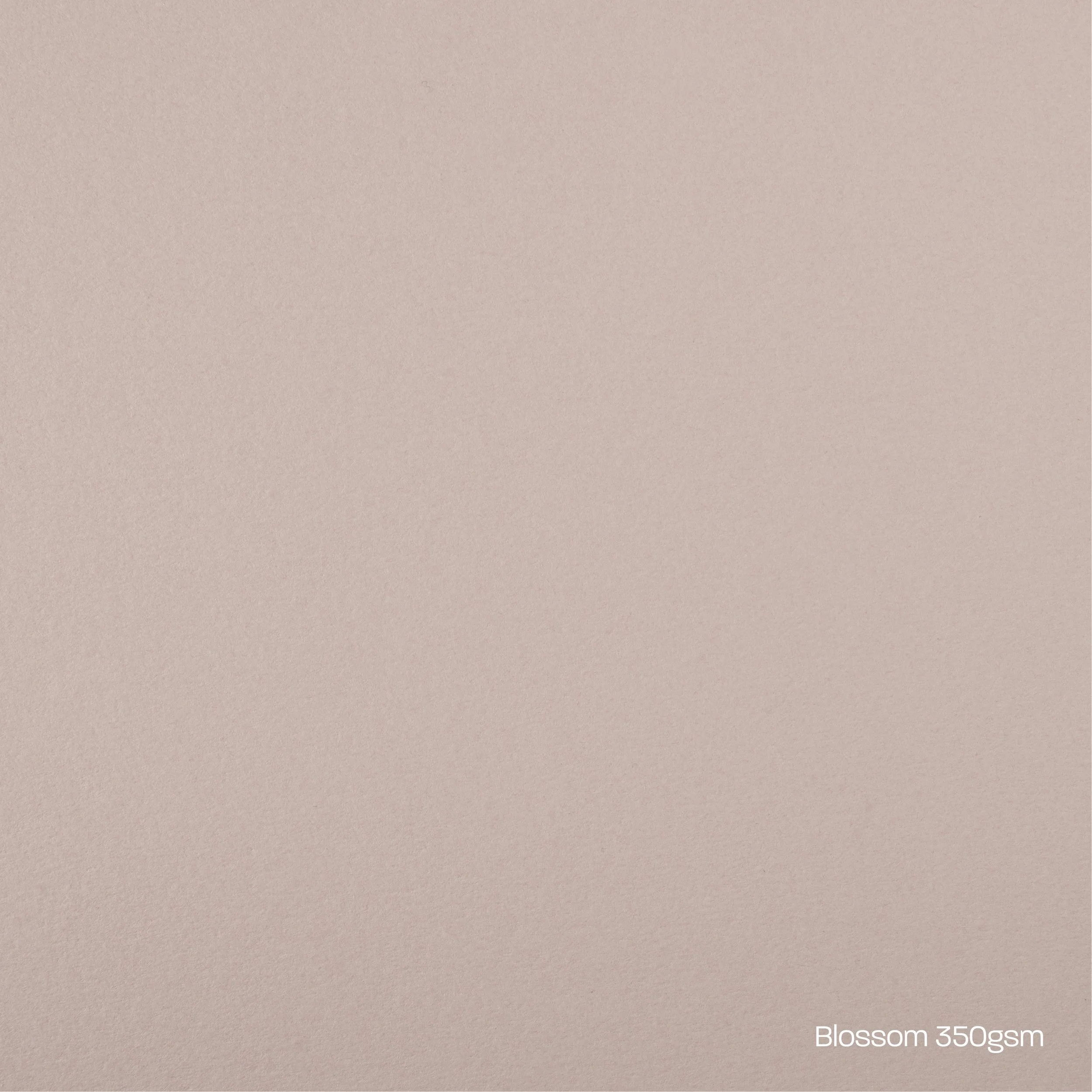 Blossom Card Stock