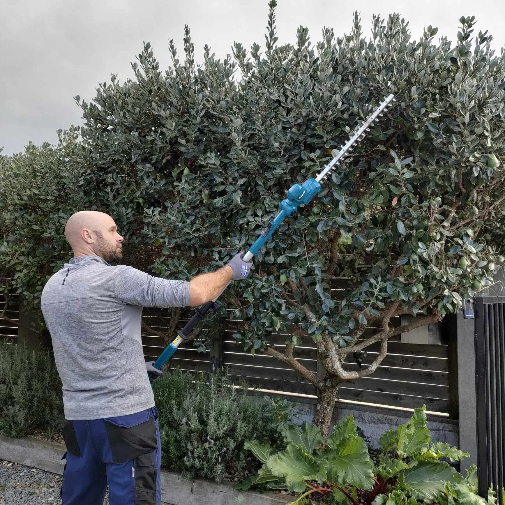 Hedge trimming