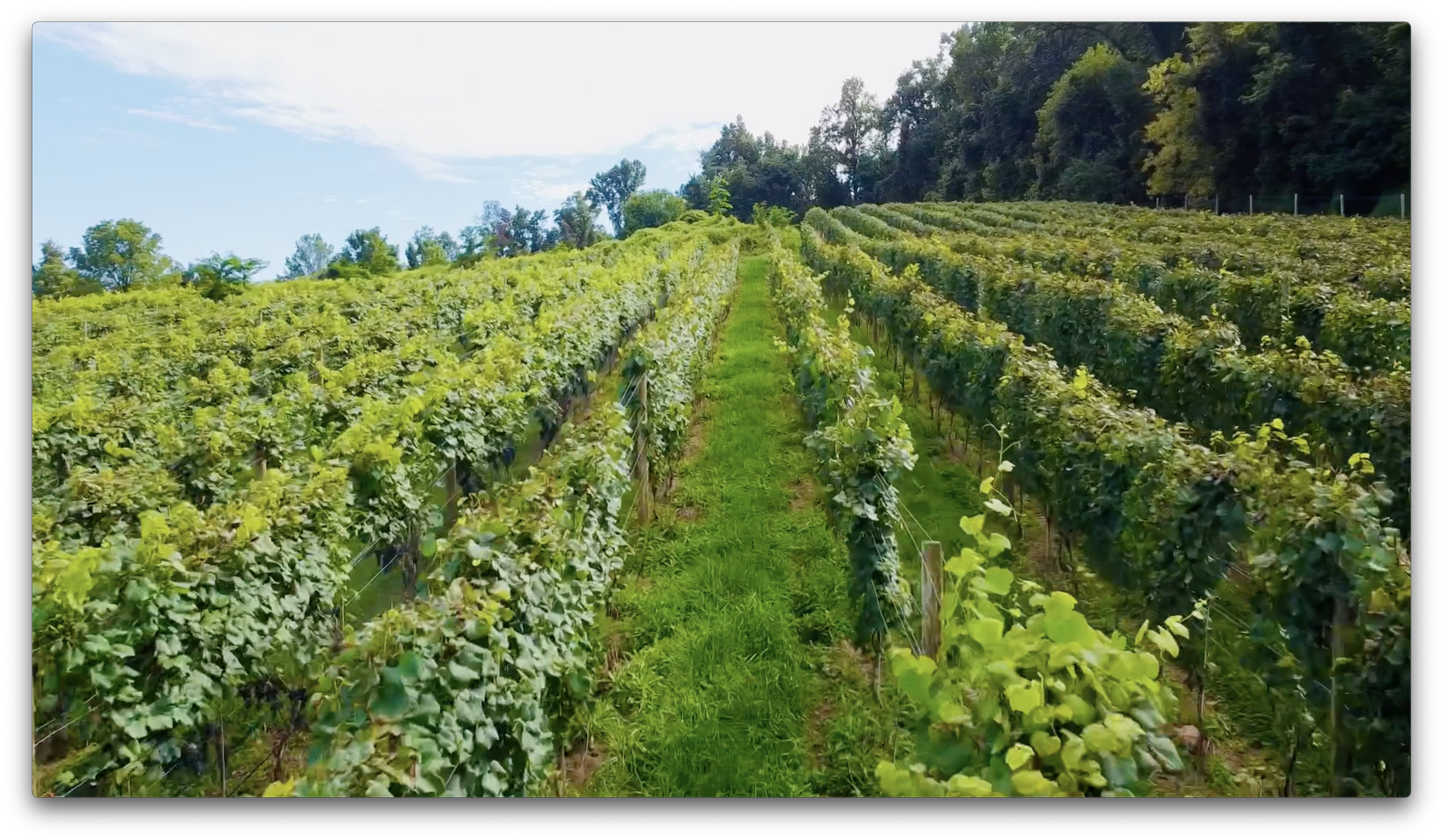 vines.png