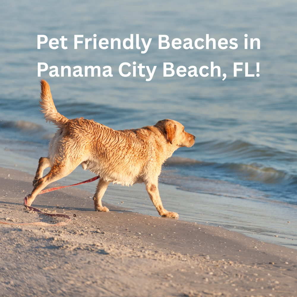 Pet-Friendly Beaches in Panama City Beach: Where To Bring Your Dog on Vacation