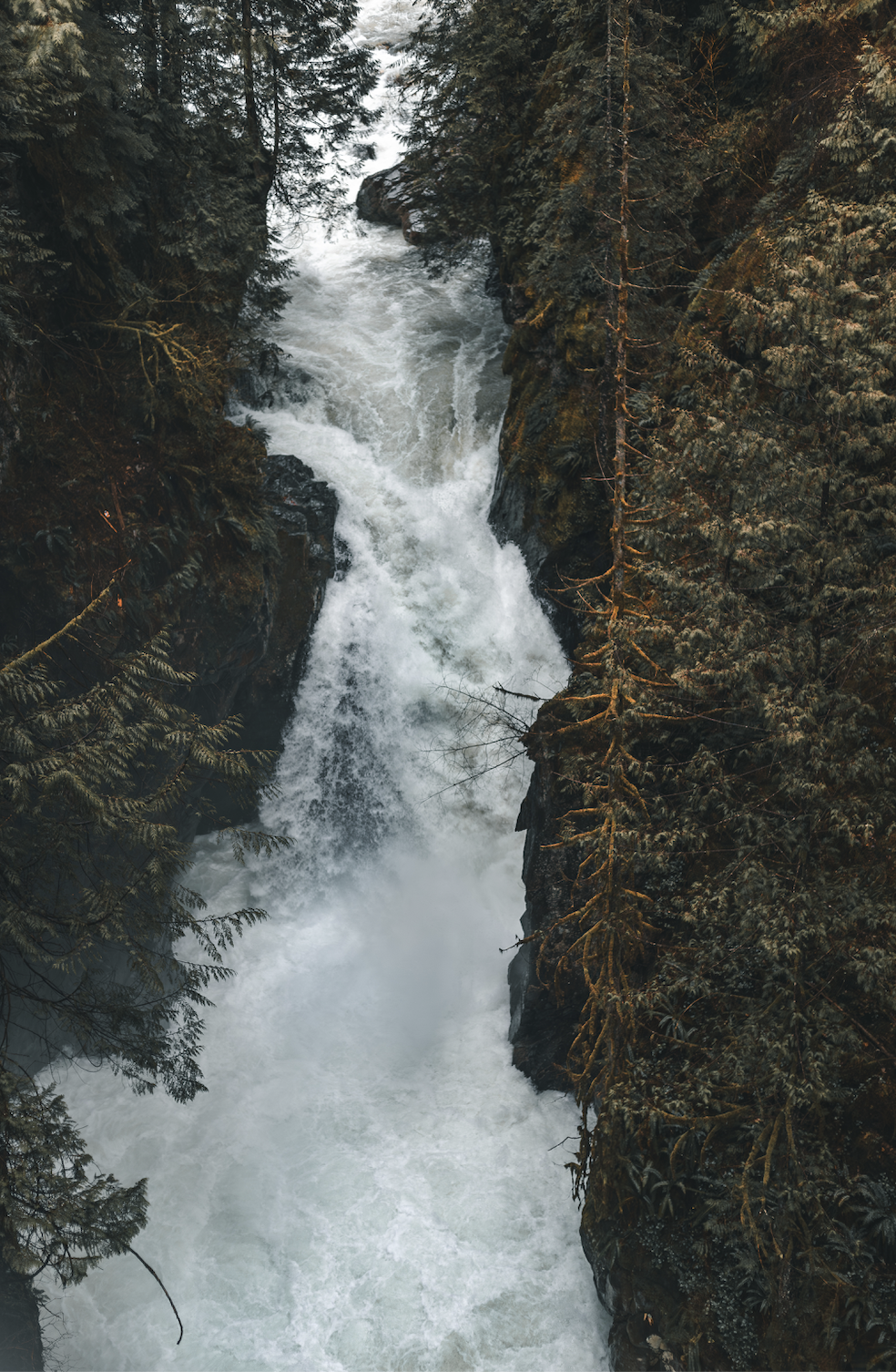 A powerful waterfall rushing through a narrow, rocky gorge surrounded by dense evergreen trees.