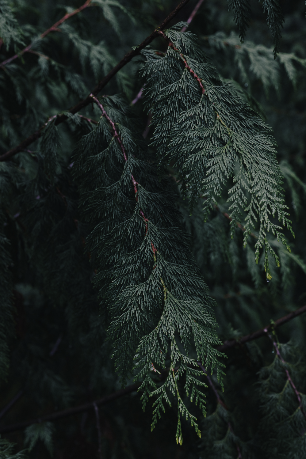Close-up of dark green fern leaves with intricate feather-like patterns.