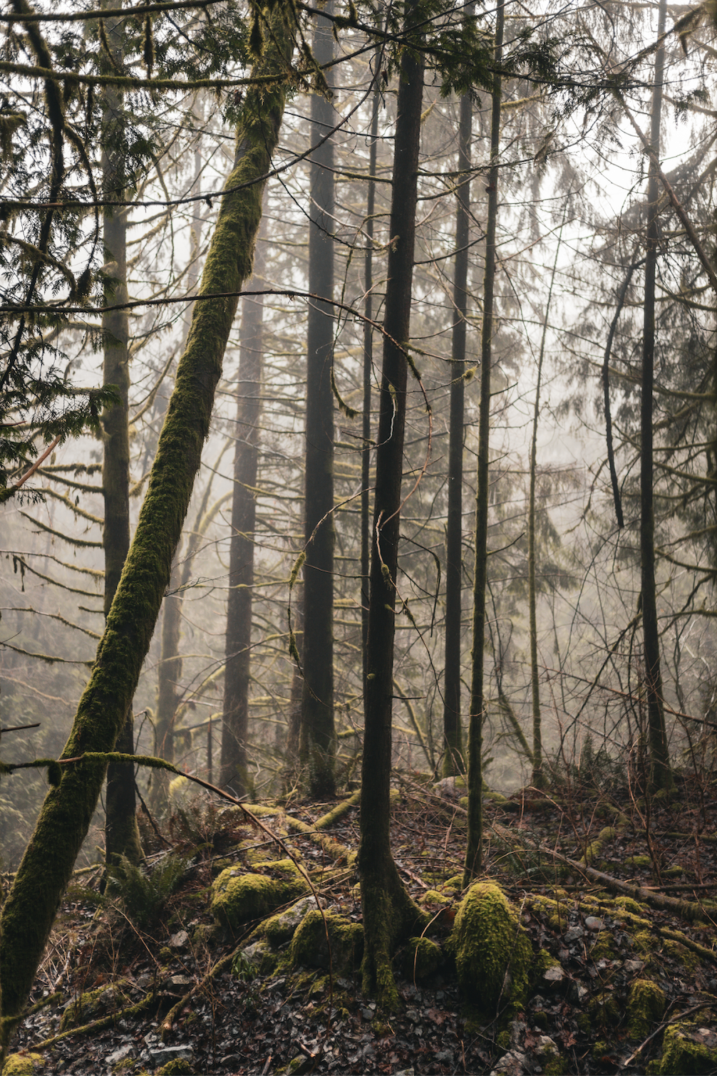 Screenshot 2025-02-04 at 3.52.07 PM.png