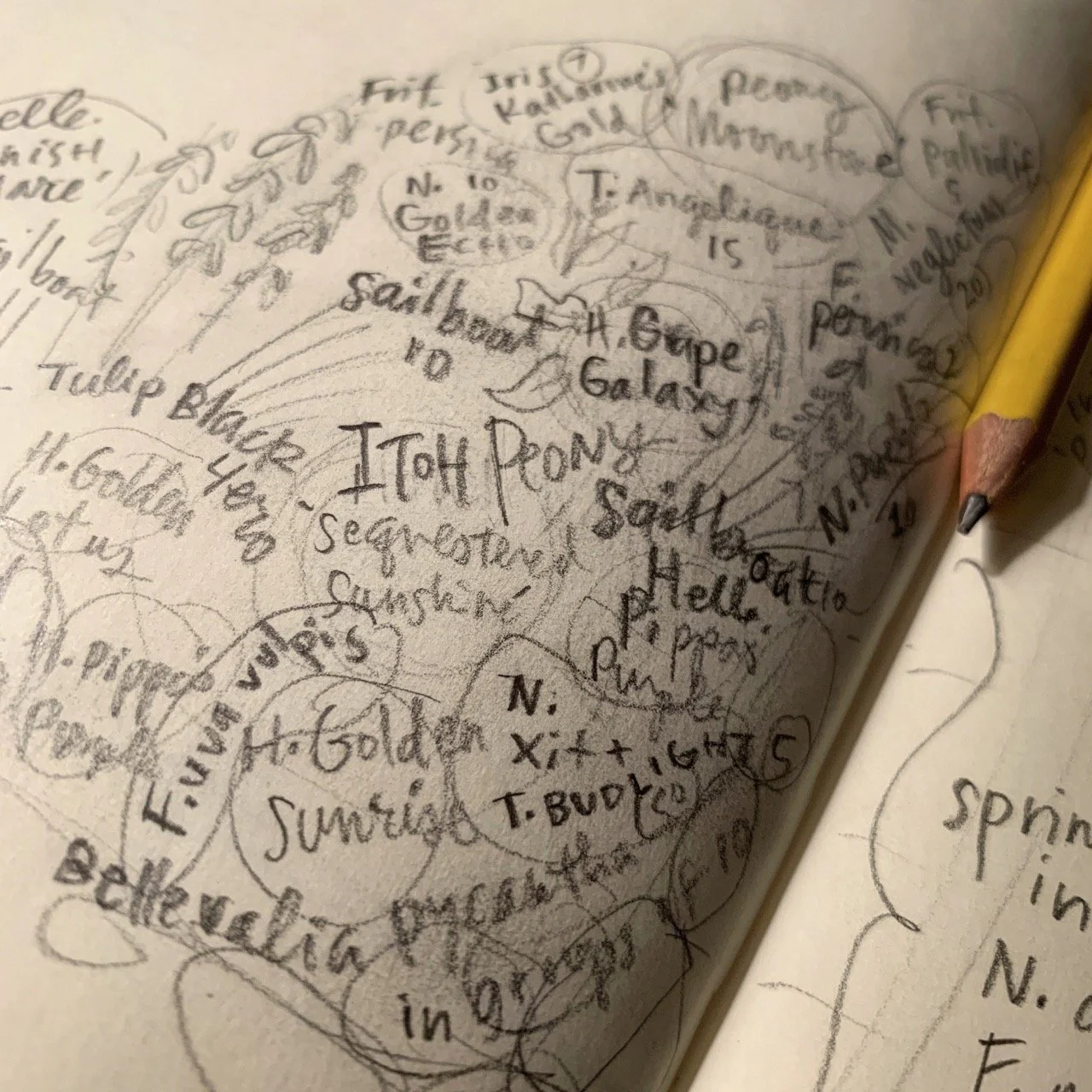 Marcy_GardenSketches.jpg