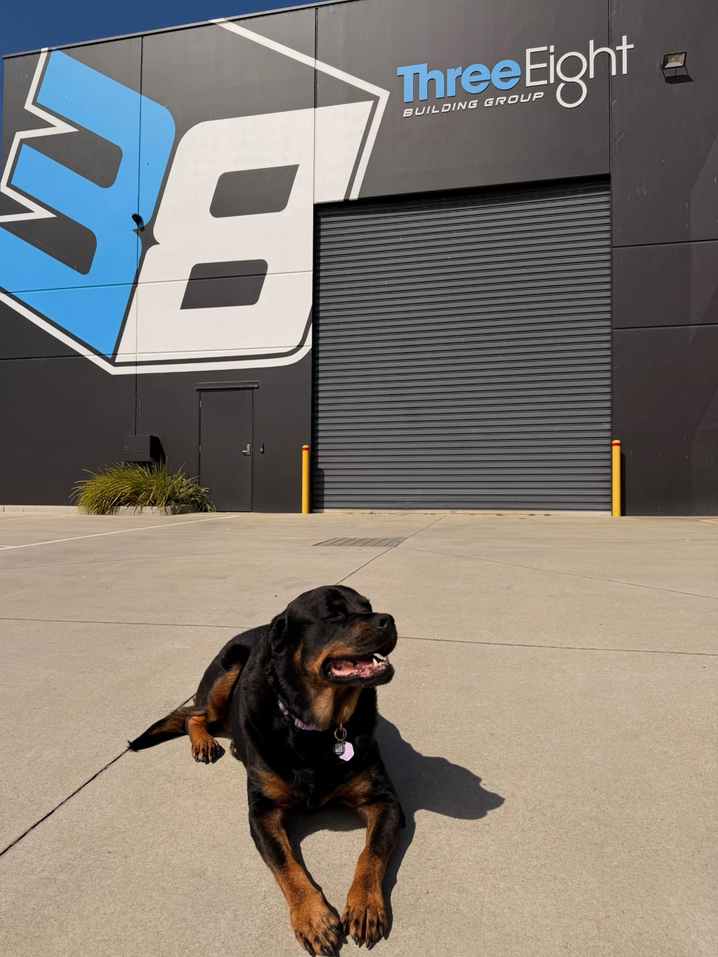 If you&rsquo;re new here and haven&rsquo;t already, meet Molly! 🐾🤍

Our resident office dog and unofficial head of security at Three Eight HQ.

If you&rsquo;re ever stopping by the office, chances are you&rsquo;ll be greeted by this girl! Usually f
