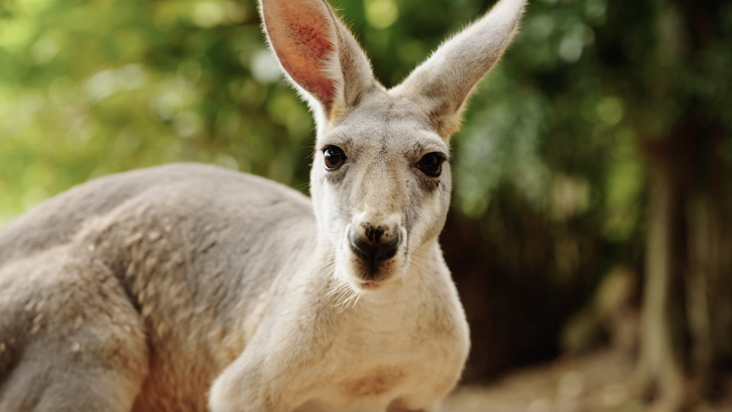 Screen Shot 2023-07-21 at 2.16.44 pm.png