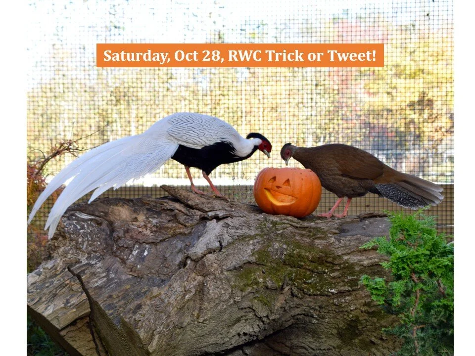 This Saturday, Oct 28, please join us for a favorite day at Ripley &ndash; Trick or Tweet! We will be open to the public and waiving our admission fee for the day. Wear a costume and trick-or-treat through RWC aviaries. The conservancy will be open f