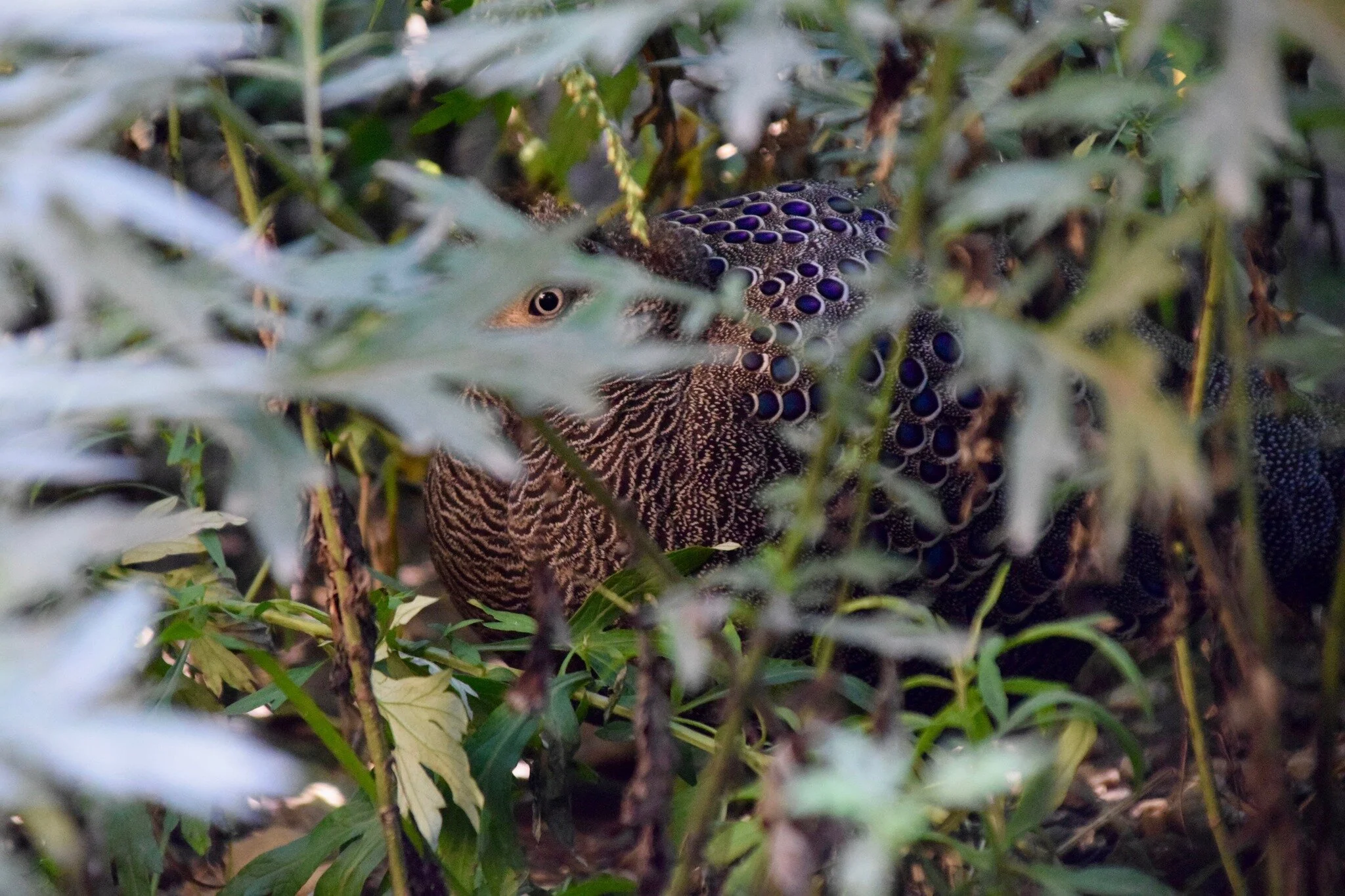 🦢 Wishing you a Thanksgiving filled with gratitude and joy! 🍂🍁 Our feathered friends at Ripley Waterfowl Conservancy are thankful for your support in preserving their habitats. May your day be as wonderful as our Gray Peacock pheasant! #HappyThank