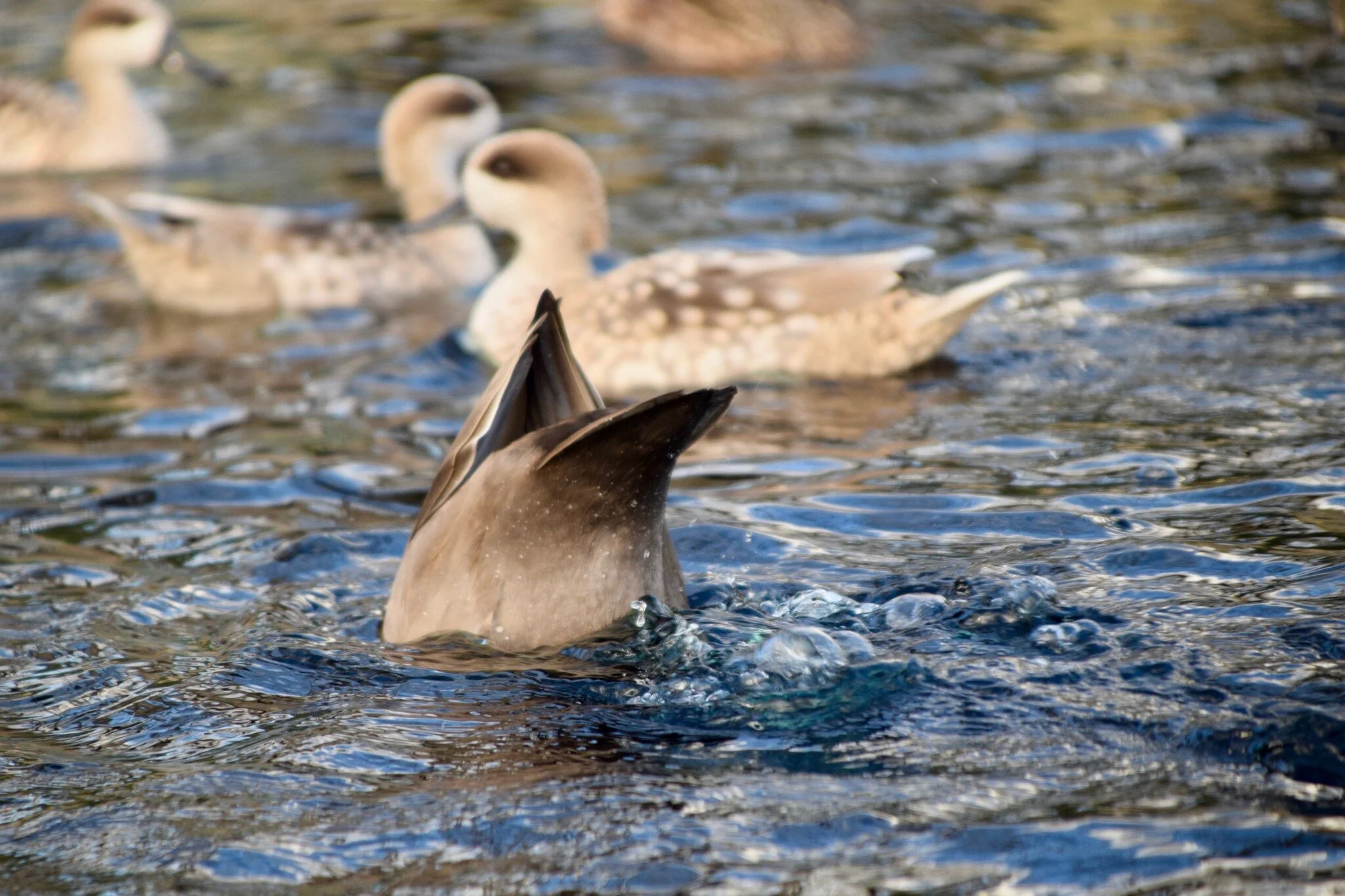 As the temperatures drop, so does the curtain on our regular hours. 🕰️ Fear not, though! The ducks want to keep their feathers ruffled with excitement!

🌟We're Closed for the Season, but the Adventure Continues!🌟

👉 Private Tours: Dive deeper int