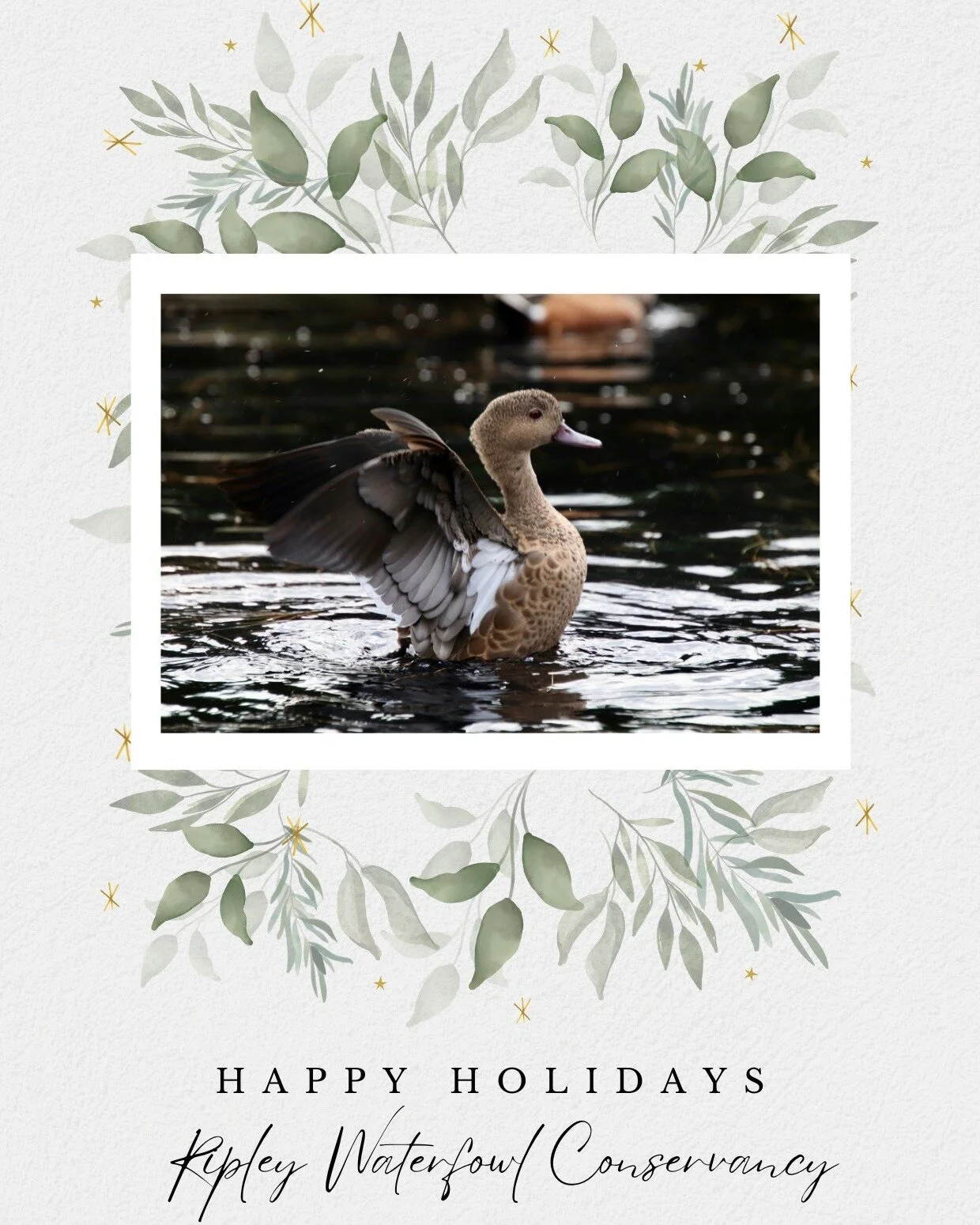 🎄May this holiday season be filled with the warmth of love, the joy of giving, and the beauty of nature. 🌟 Wishing you all Happy Holidays! 🎁 #SeasonsGreetings #HappyHolidays #SpreadJoy #LoveAndLight #ripleyducks #ripleywaterfowl #litchfieldcounty