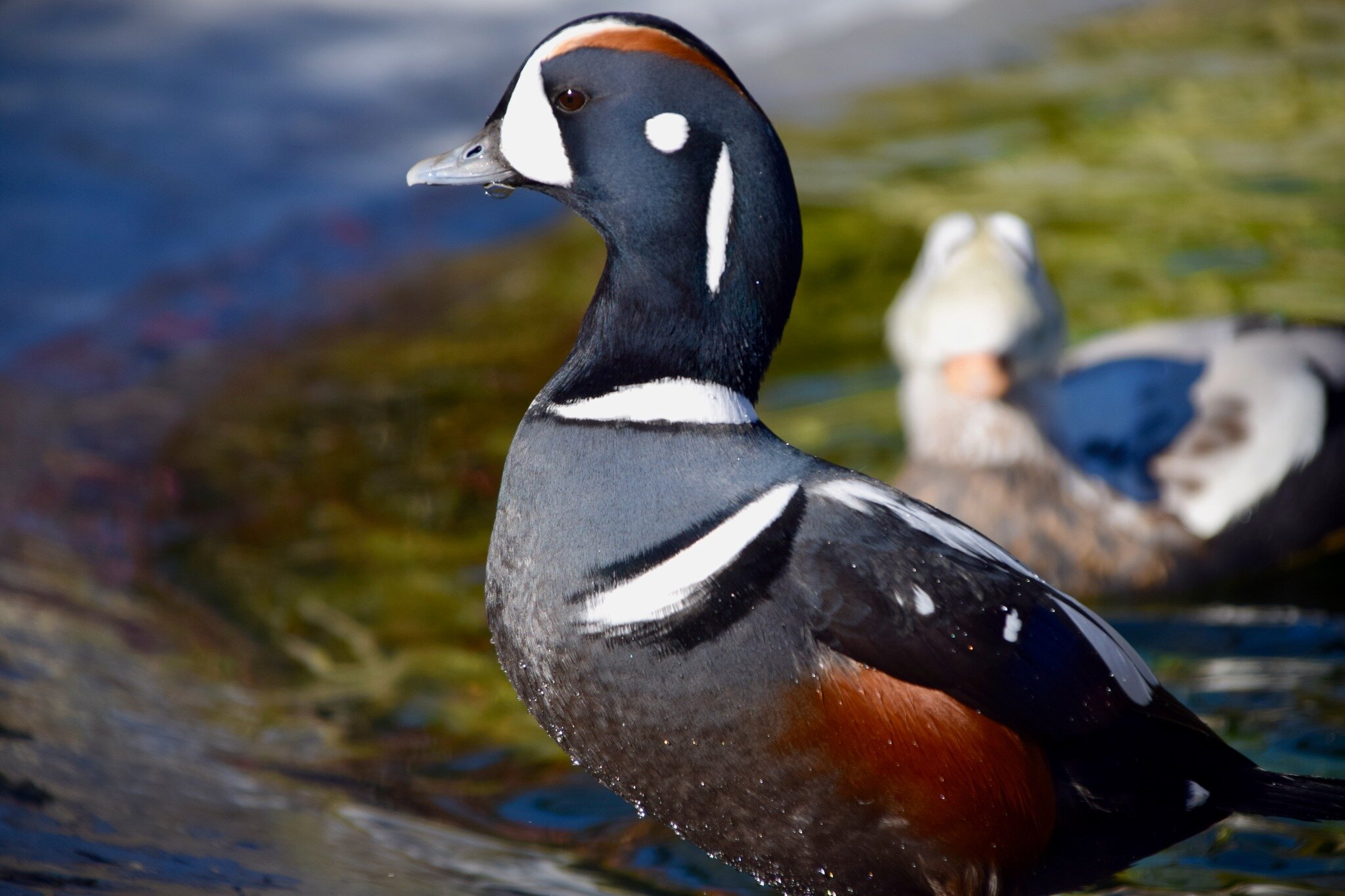 As we wrap up an incredible year, we want to express our deep gratitude for your unwavering support. At Ripley Waterfowl Conservancy, your commitment to waterfowl conservation has fueled our mission, and together, we've achieved remarkable milestones