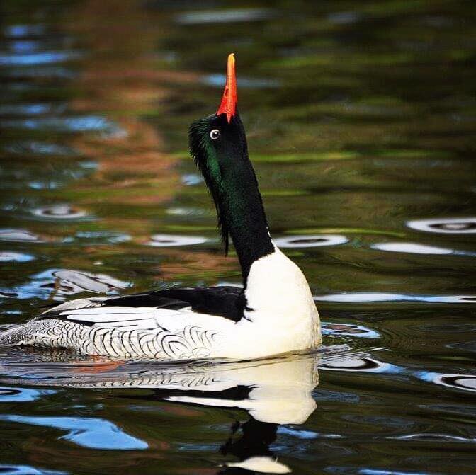 🌍🦆 Happy World Wildlife Day! 🦢🌿 

Today, we celebrate the incredible diversity of life on our planet and reaffirm our commitment to protecting it. From majestic birds to elusive mammals, every species plays a vital role in maintaining the delicat