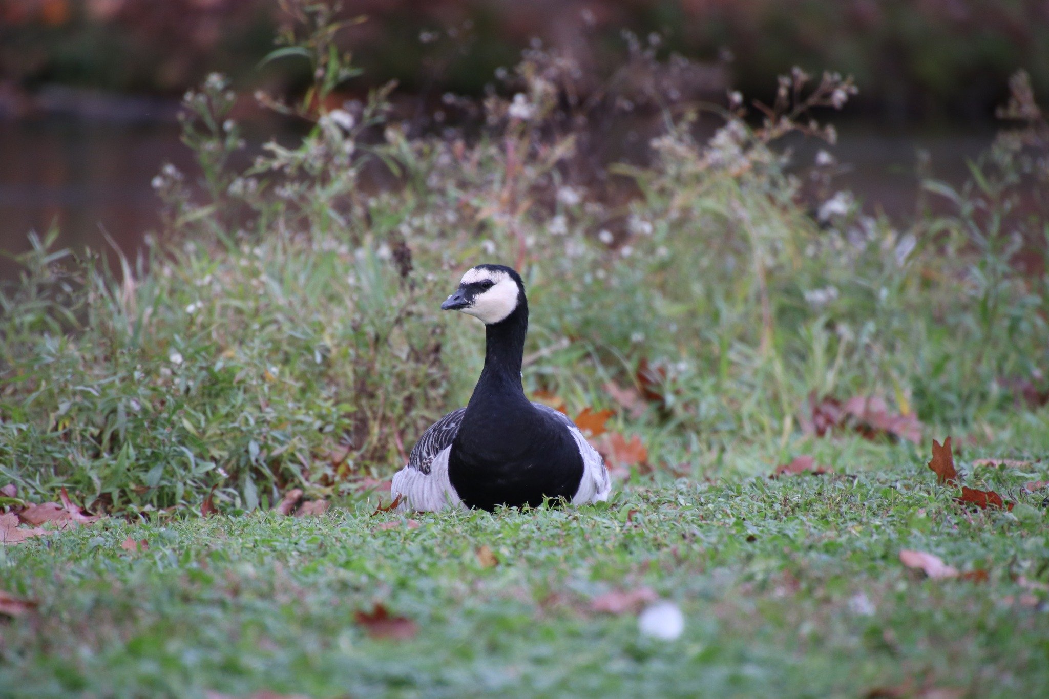 📣 Exciting News! We're participating in the Give Local Fundraiser from April 24th-25th. Join us in supporting our mission to conserve waterfowl and their habitats. Every donation makes a difference! 🦆 

Pictured: Barnacle goose

#GiveLocal #RipleyW