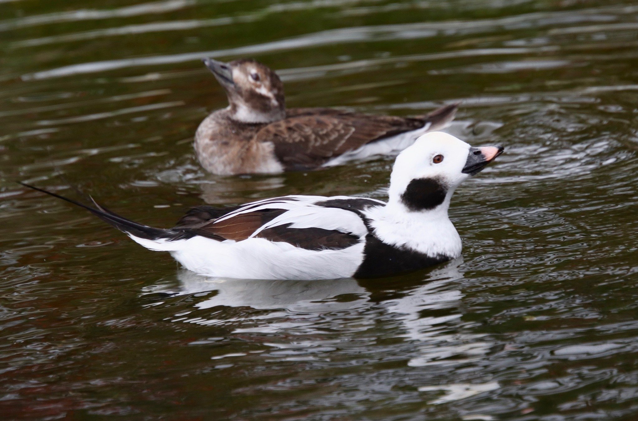 Get ready to spread your wings and dive into a world of wonder because Ripley Waterfowl Conservancy is officially opening its gates this weekend! 🦢

After the long winter, we're thrilled to announce that we'll be welcoming back our cherished members