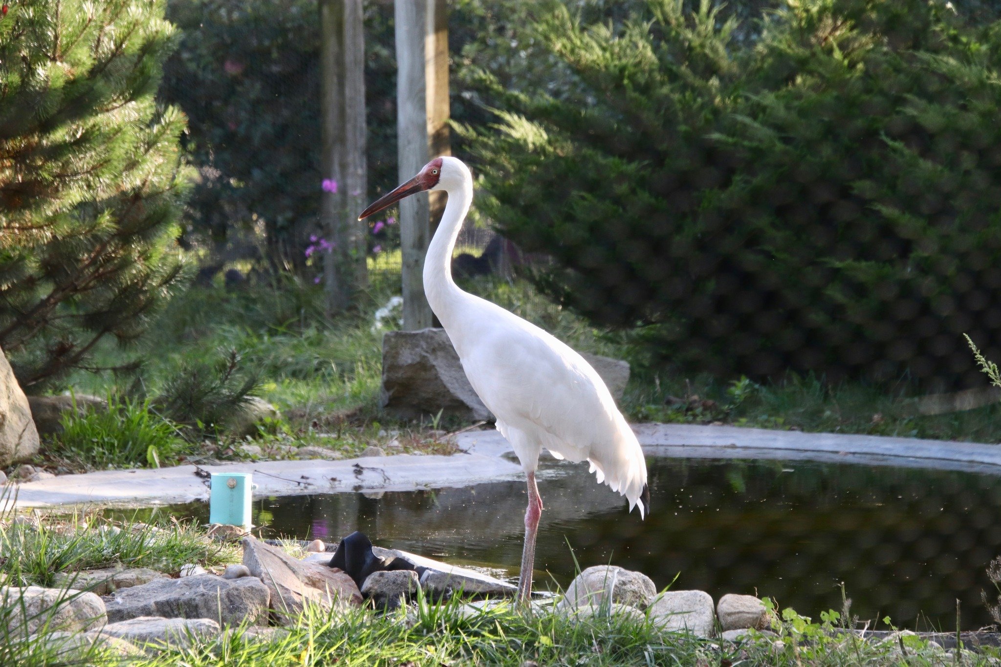 🎉 Today's the Day! 🎉

Rise and shine, nature lovers! The moment we've all been waiting for has finally arrived - it's OPENING DAY at Ripley Waterfowl Conservancy!

🕙 Gates swing open at 10:00 AM sharp, so grab your binoculars, lace up those walkin