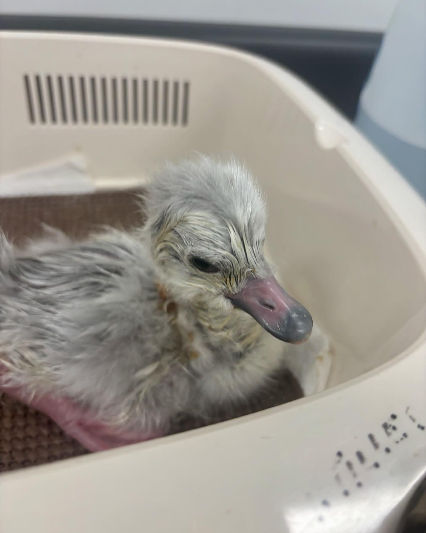 The difference 2 months can make! 
This cygnet is the second Tundra swan to ever be hatched at Ripley &amp; one of the only to be hatched in the United States in the last 12 years. The first photo was taken just a few hours after hatch, the second at