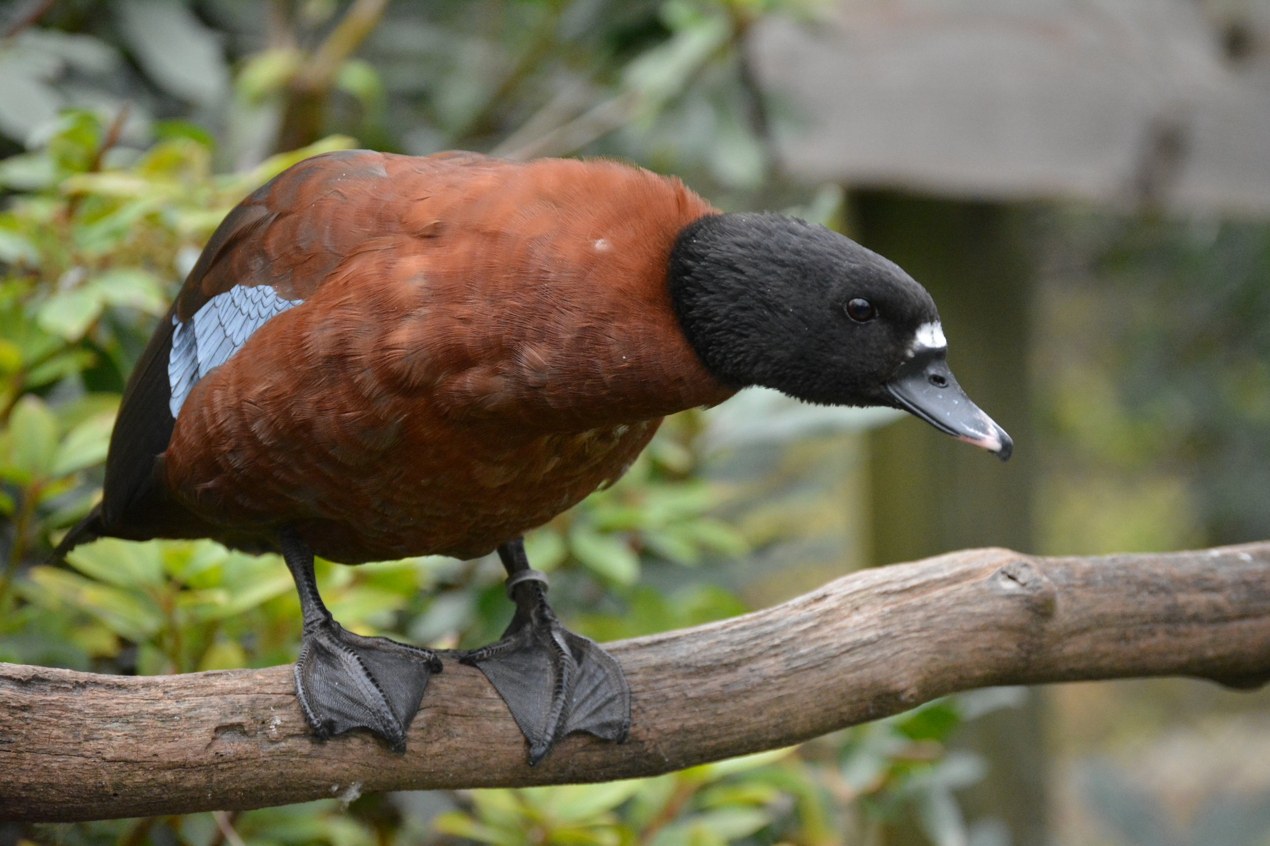 Ripley Waterfowl Conservancy