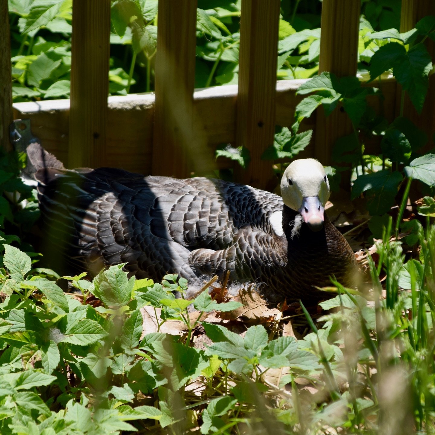 From nesting, to hatching, to gosling! These Emperor geese are 3 of the 19 that have hatched over the past few days. 

Our duckery is filling up quickly with the hatchlings of the season, visit us this weekend for a chance to see these goslings and m