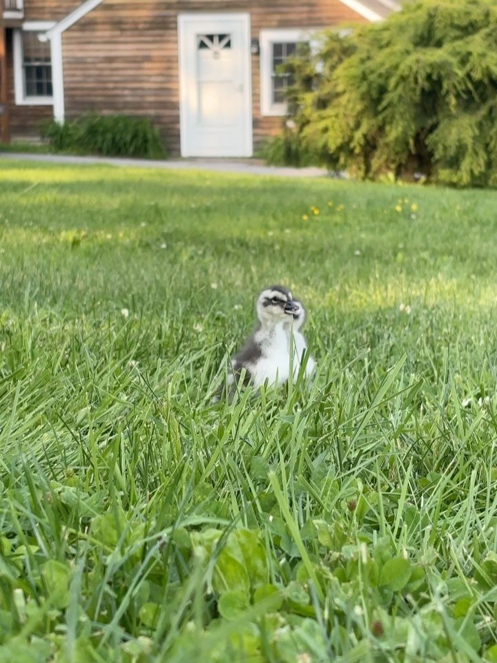 After several years of infertility and poor breeding success, these two Blue-winged geese are the first to be hatched at the Conservancy in over 10 years!

Blue-winged geese are endemic to Ethiopia and listed as Near Threatened, with less than 7,000 