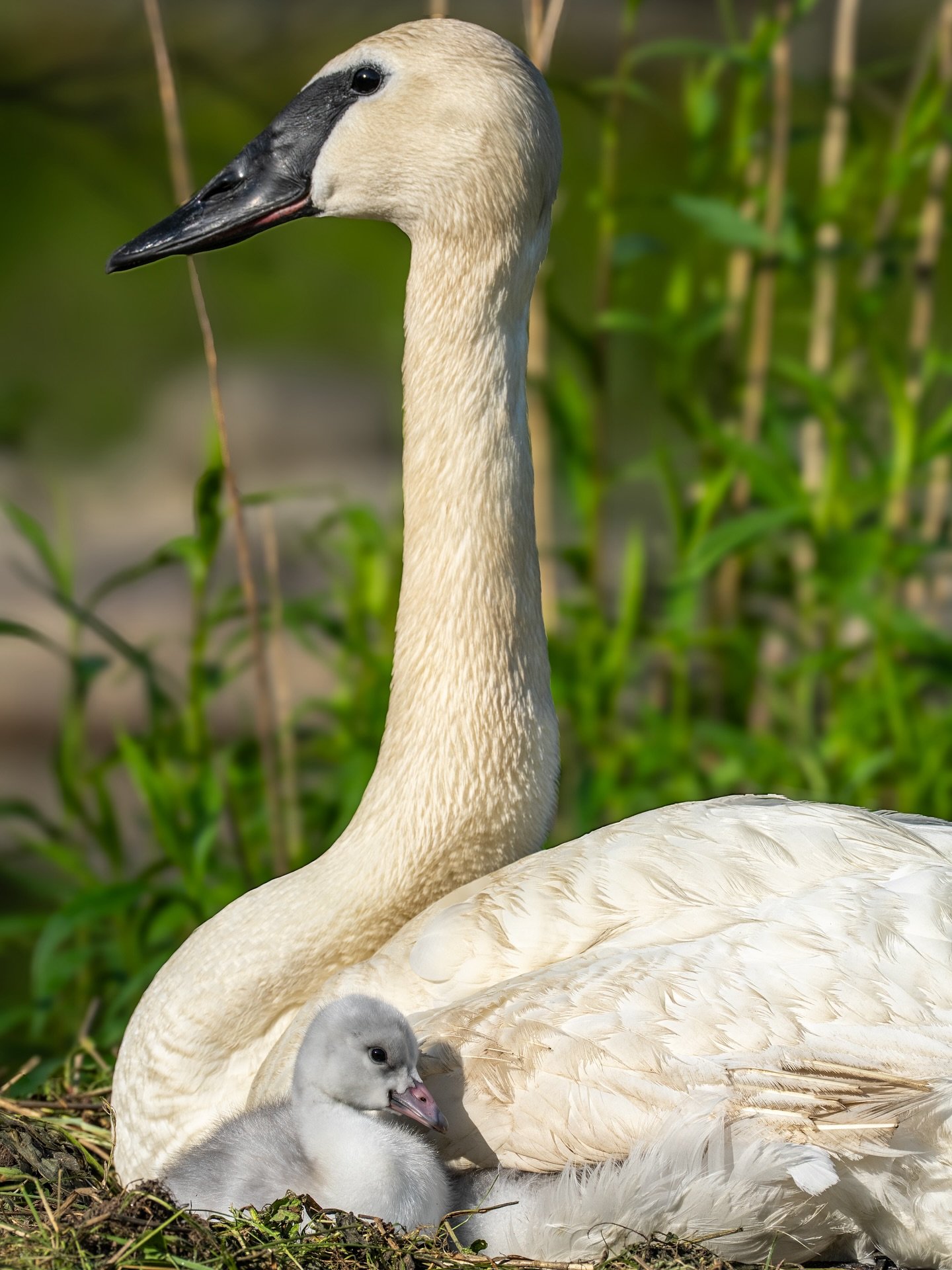 Trumpeter swan | Cygnus buccinator

A species that was once on the brink of extinction now continuing to re-bound thanks to many conservation efforts. 

This cygnet has a big future ahead and will one day play a role in helping re-establish Trumpeter