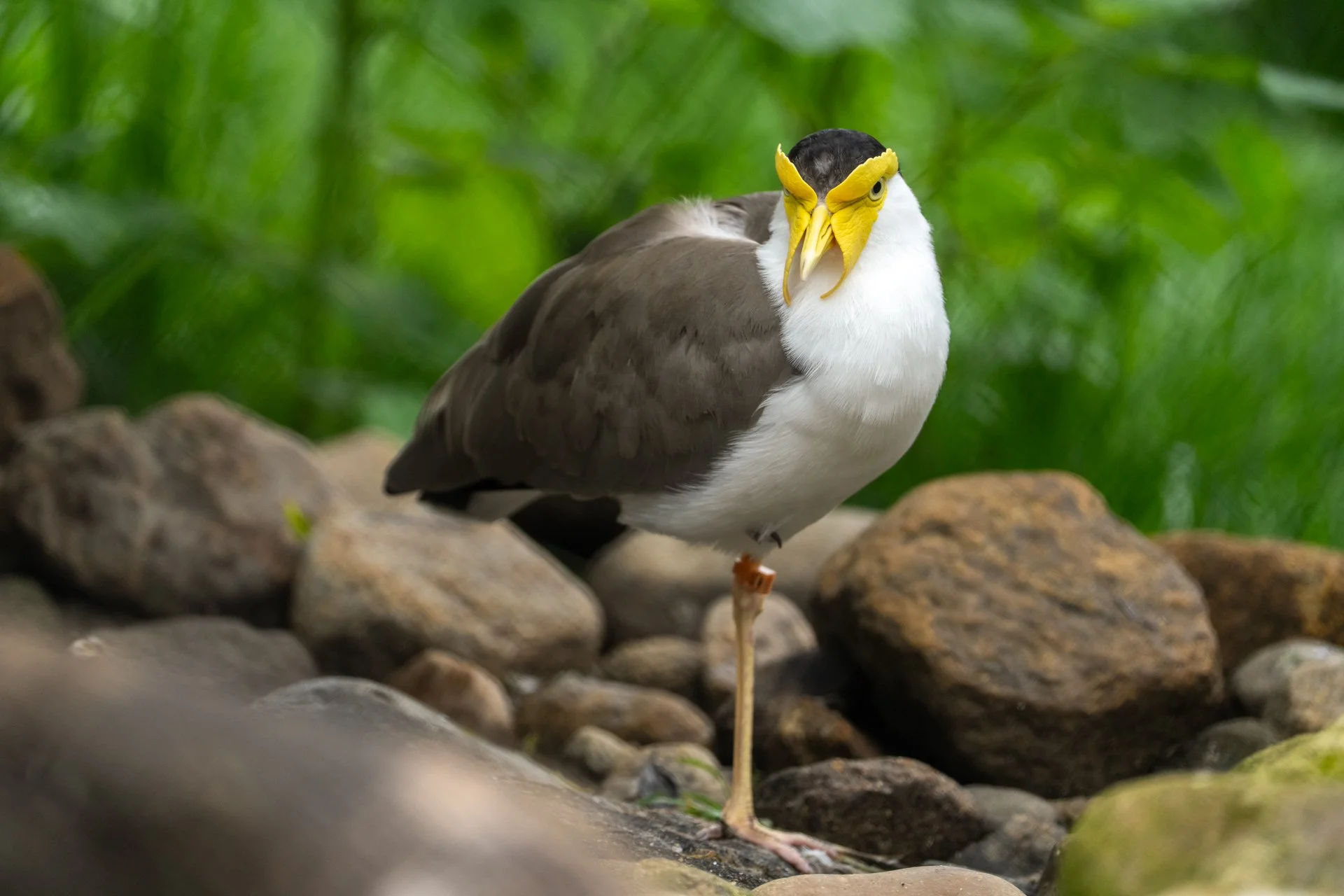 Masked lapwings are a species native to Australia, New Zealand and New Guinea. Named for its bright yellow facial waddle which gives the perfect appearance of a mask. These bird are built for warmer environments, having long, thin legs and toes that 