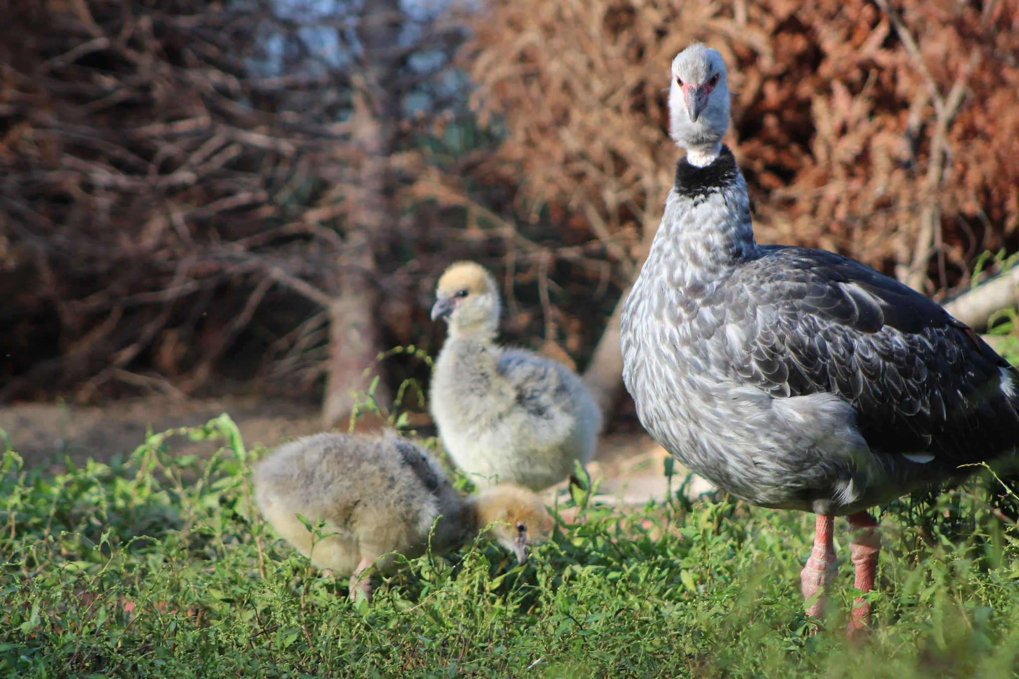 The Southern screamer chicks, now almost 6 weeks old, are growing quickly! They spend their time foraging with their parents who keep a watchful eye over them, never straying far from the protection of the adults. 
Still covered in fluffy down, they 