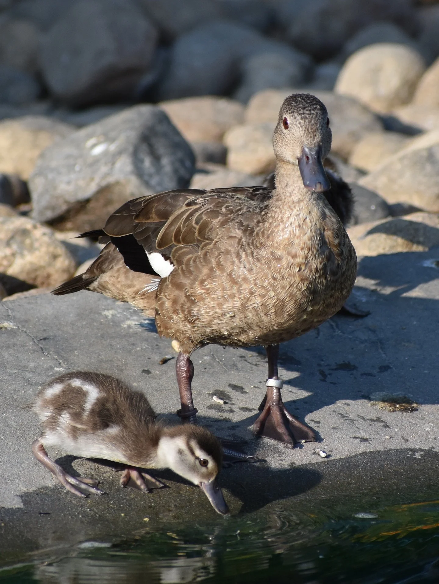 The Madagascar teal, also knows as the Bernier&rsquo;s teal, is a species endemic to the island of Madagascar. They are listed as endangered due to their small population size, estimated between 630-1,900 mature individuals, which is continuing to se