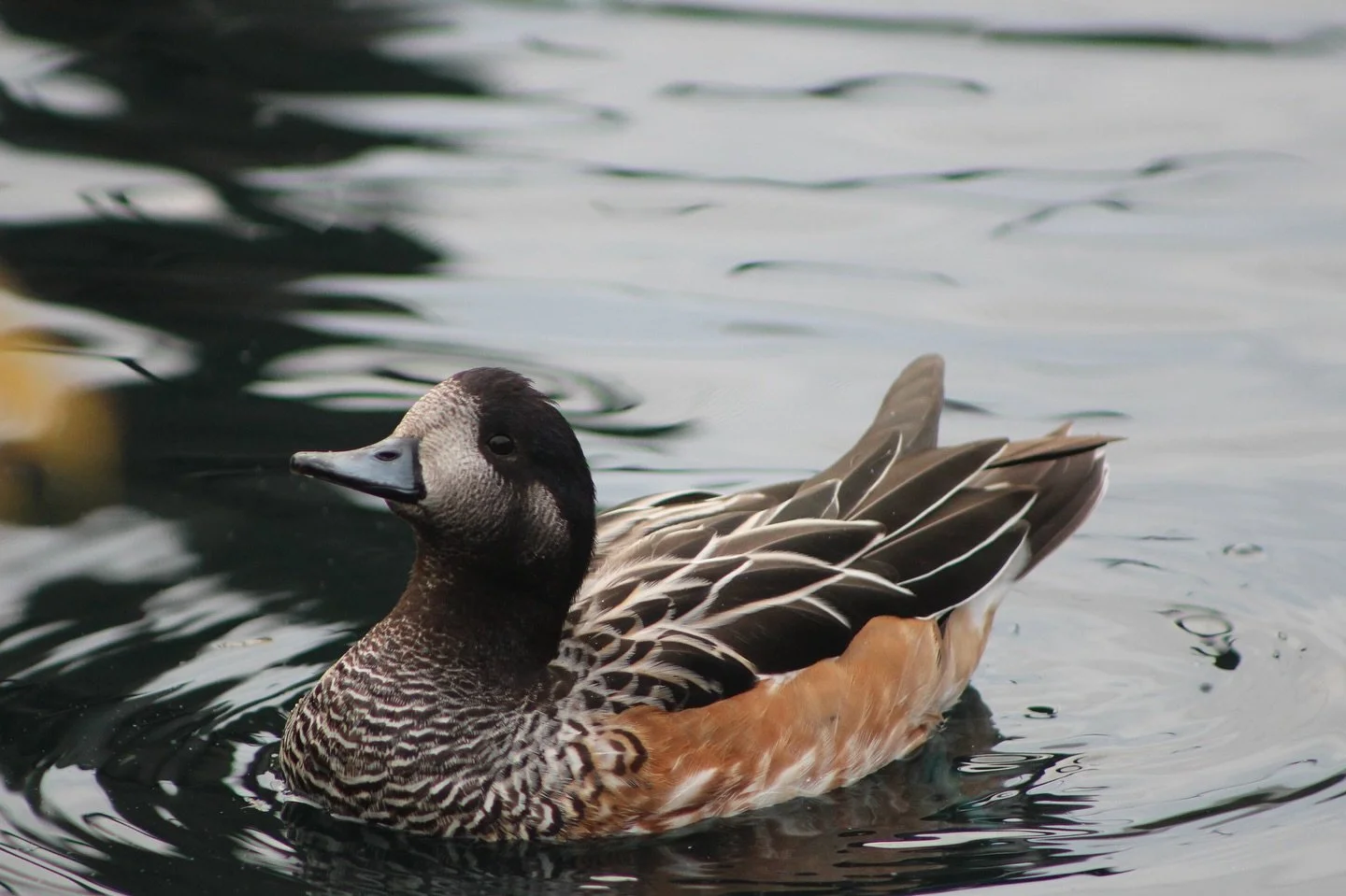 This South American native is one of three wigeon species that are currently found throughout the world. The Chilo&eacute; wigeon can be found in a variety of freshwater habitats in southern South America and are often spotted on land as they prefer 