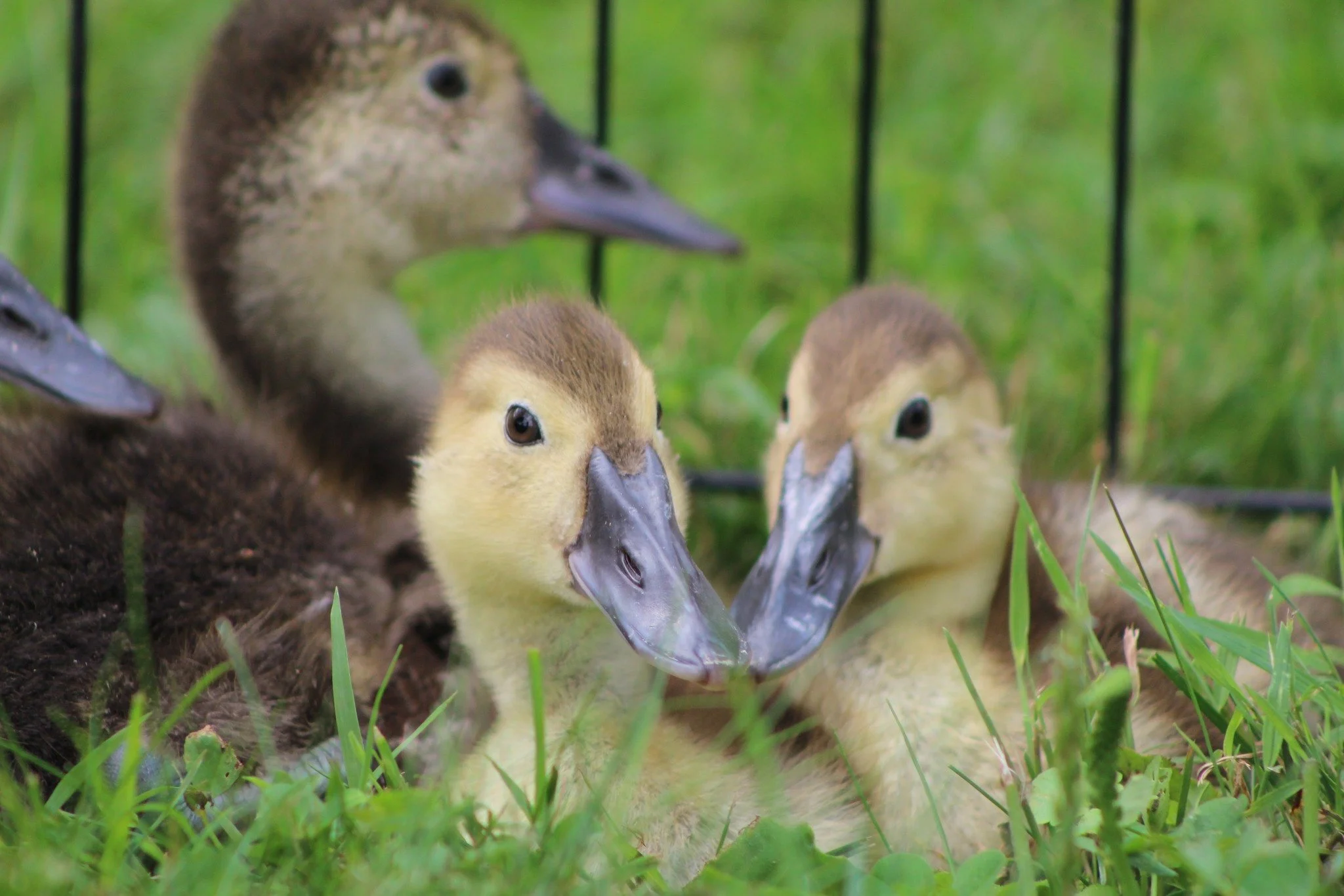 All grown up, these Canvasback hatched in early May and are now over 4 moths old. From hatching to fledging these birds take just over 2 months before they are independent from their mother. 
Males will molt into their distinctive plumage during thei
